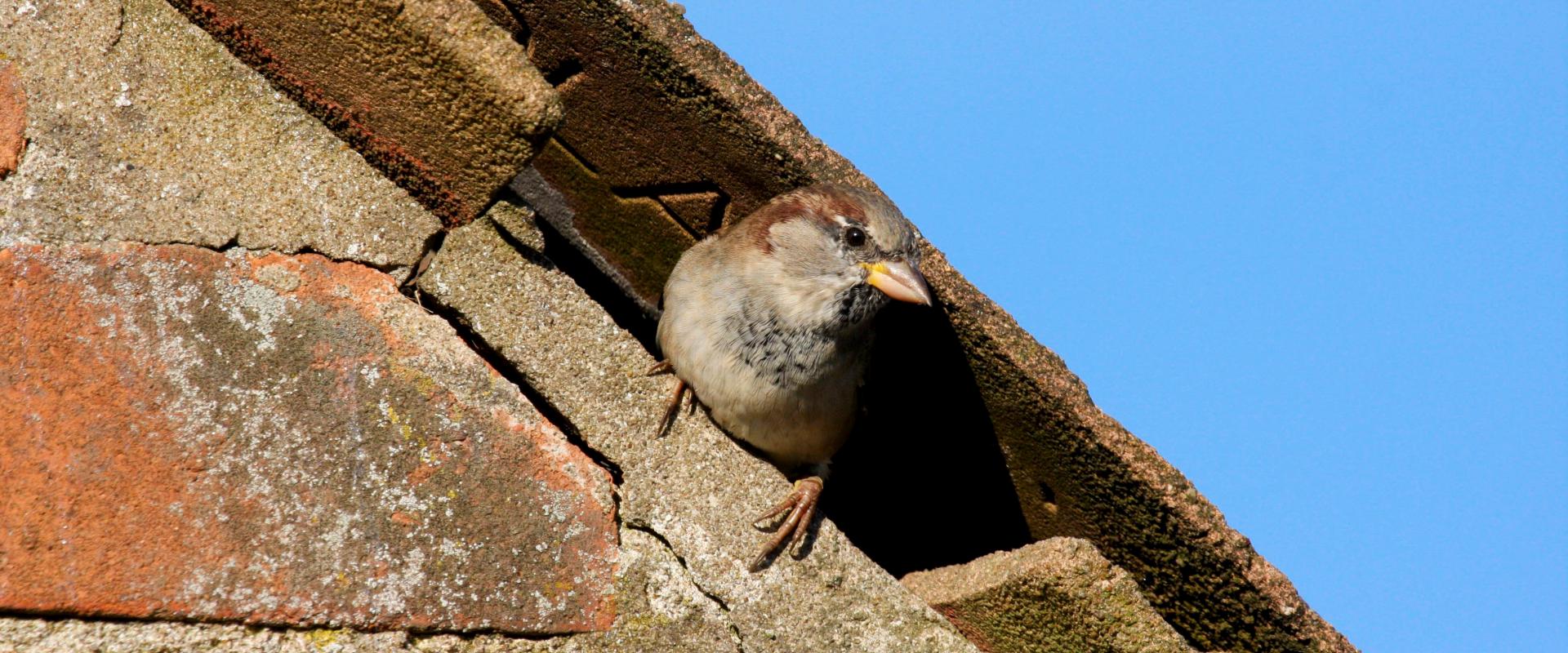 屋根に動物が住み着いているイメージ画像